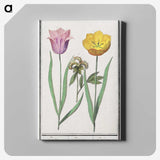 2-5_Anselmus-Boetius-de-Boodt_canvas