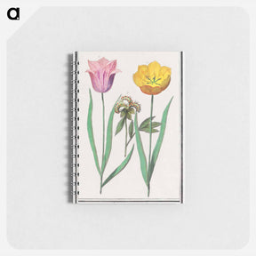 アートメモ帳-Tulip - アンセルムス ボエティウス デ ブート Memo.