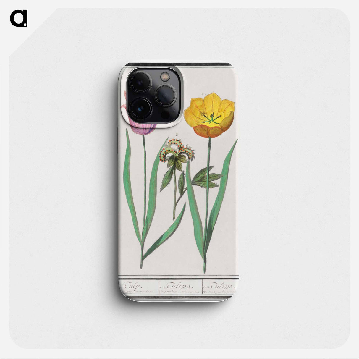 Tulip - アンセルムス ボエティウス デ ブート Phone Case.