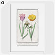 2-5_Anselmus-Boetius-de-Boodt_picture