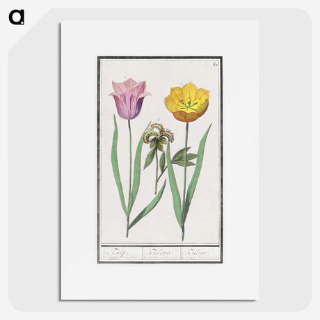 2-5_Anselmus-Boetius-de-Boodt_picture