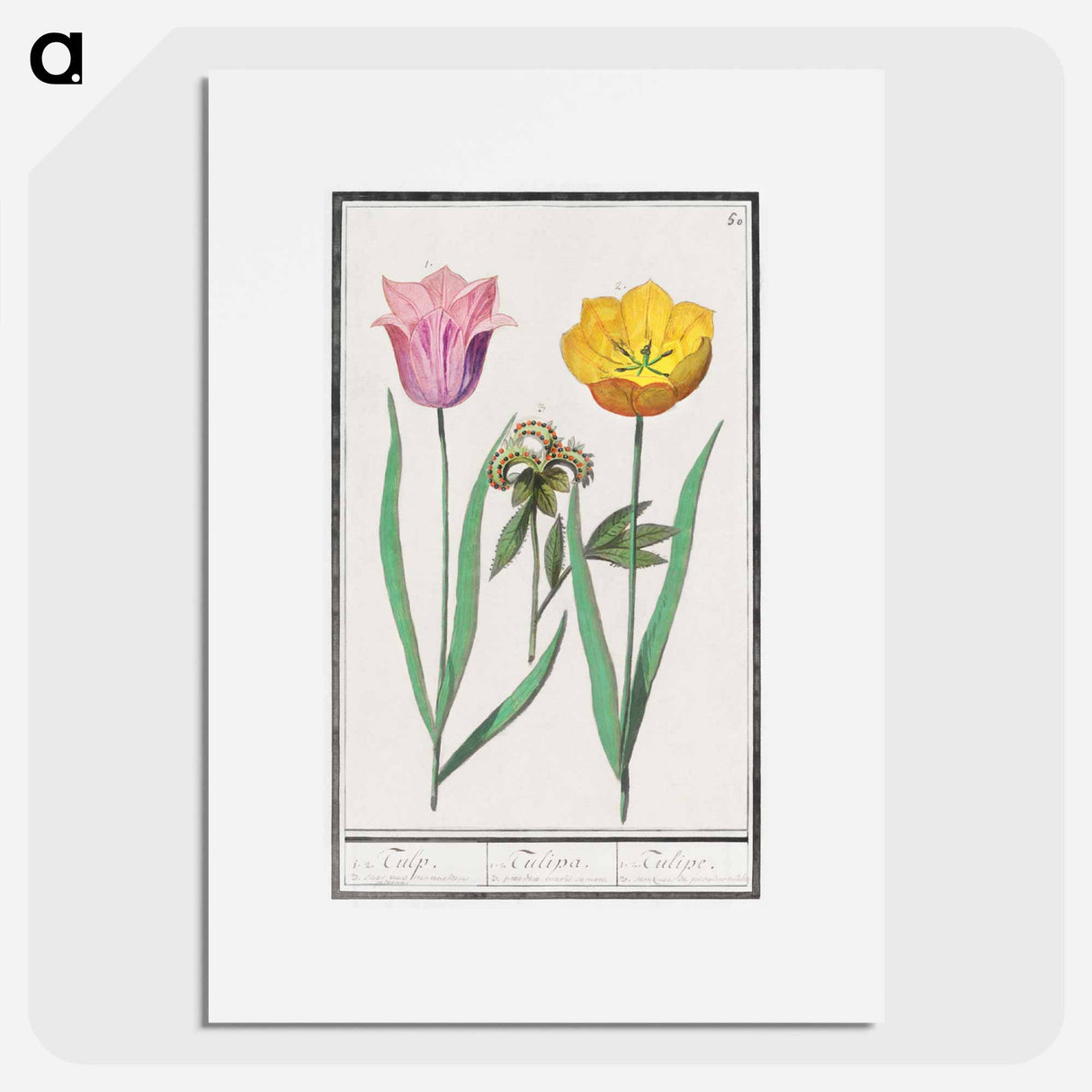 Tulip - アンセルムス ボエティウス デ ブート Poster.