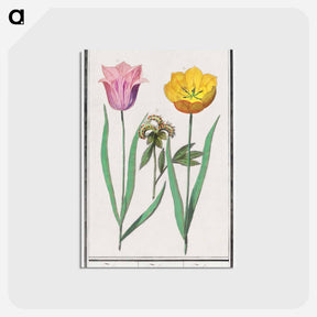 アートポストカード-Tulip - アンセルムス ボエティウス デ ブート Postcard.