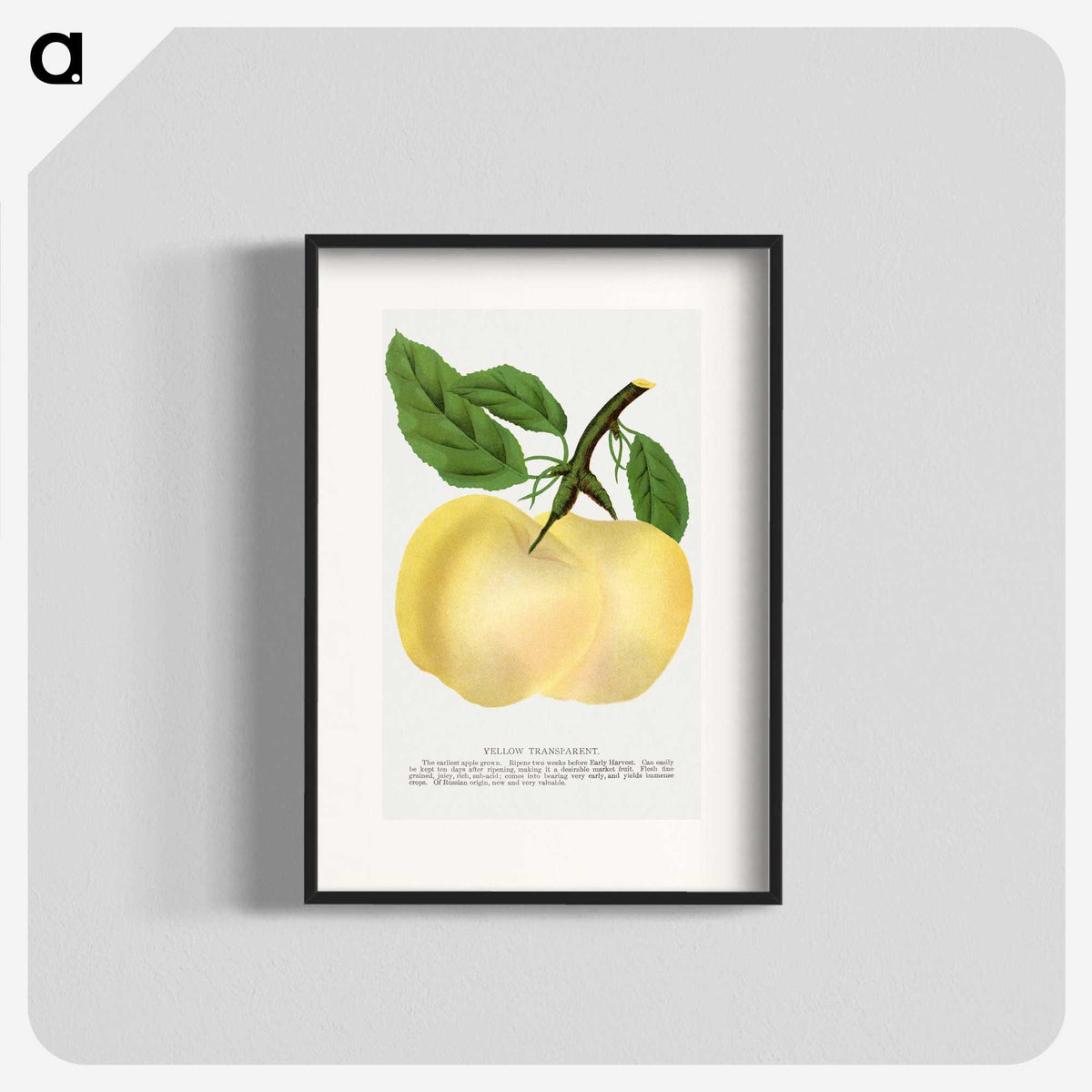 2-5_Botanical-Specimen-Plates_blk