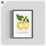 2-5_Botanical-Specimen-Plates_blk