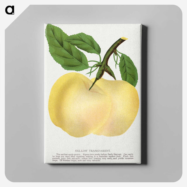 2-5_Botanical-Specimen-Plates_canvas