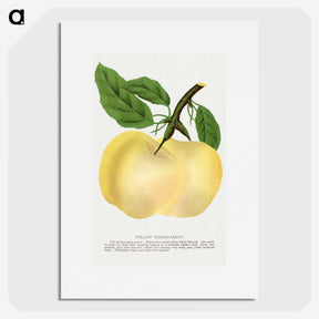 2-5_Botanical-Specimen-Plates_picture