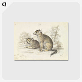 2-5_Charles-Hamilton-Smith_postcard