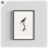 2-5_Des-Oiseaux-de-Paradis_blk