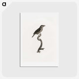2-5_Des-Oiseaux-de-Paradis_hagaki