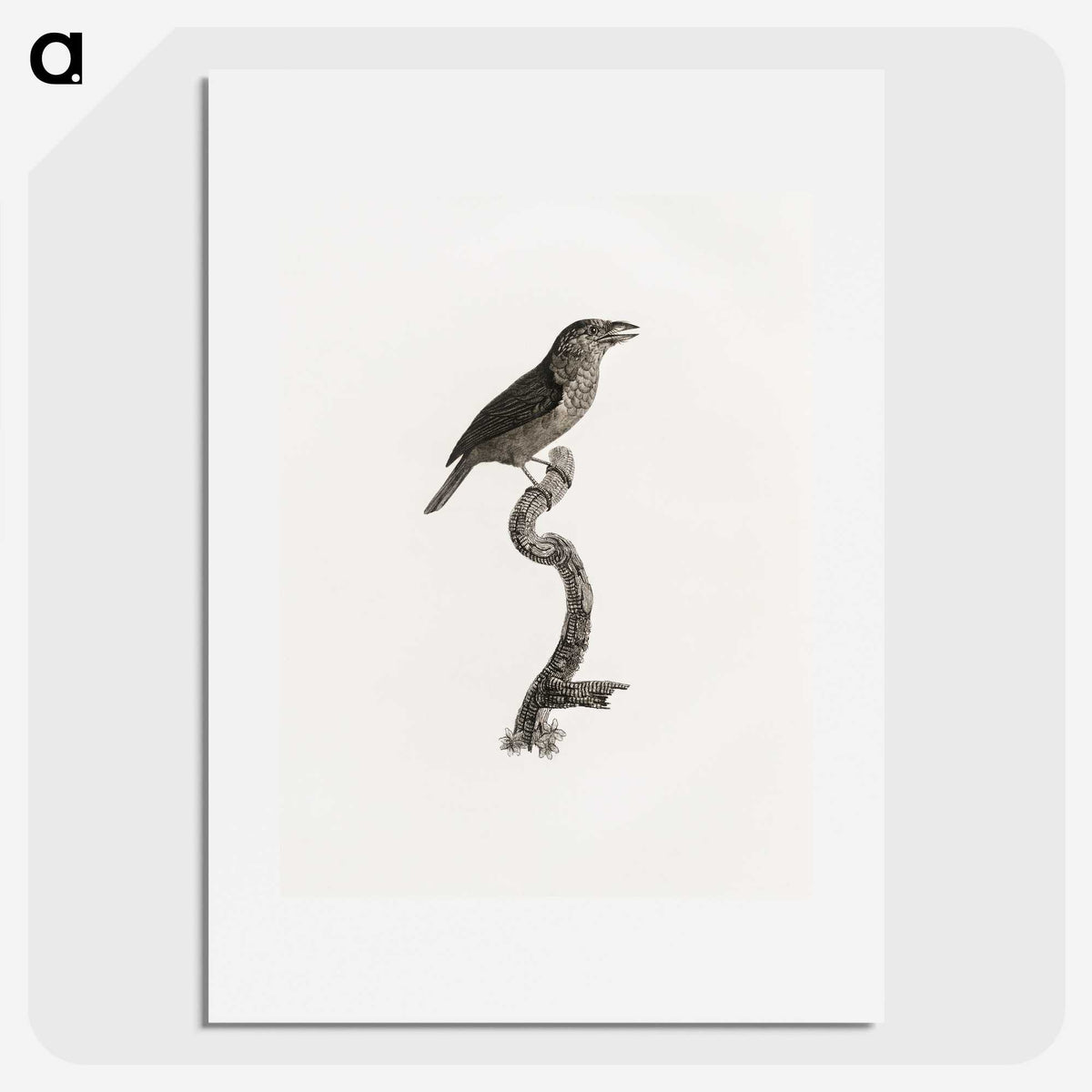 2-5_Des-Oiseaux-de-Paradis_picture