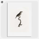2-5_Des-Oiseaux-de-Paradis_picture
