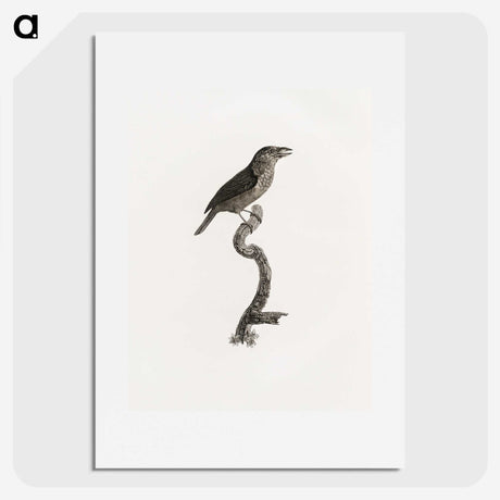 2-5_Des-Oiseaux-de-Paradis_picture
