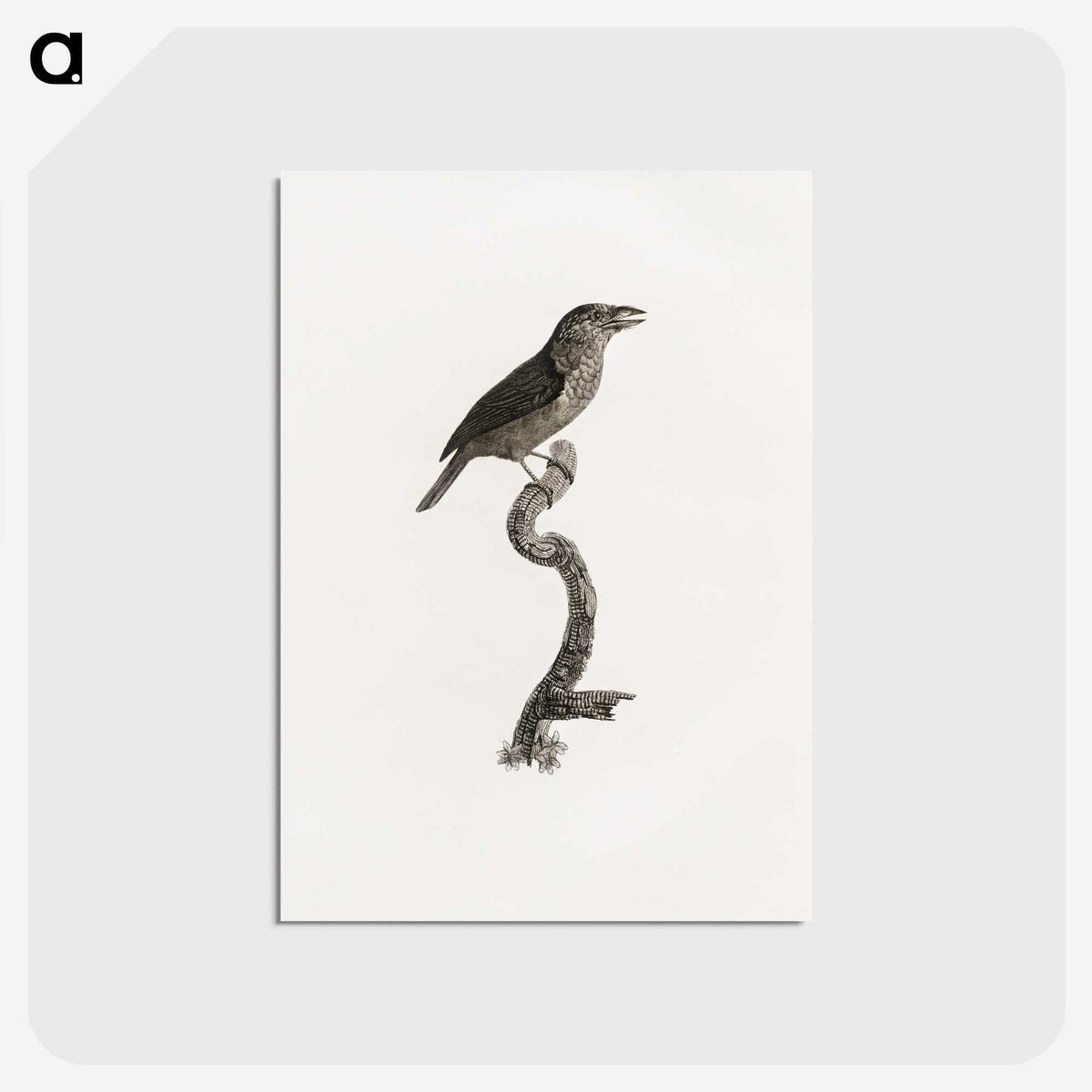 2-5_Des-Oiseaux-de-Paradis_postcard