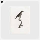 2-5_Des-Oiseaux-de-Paradis_postcard