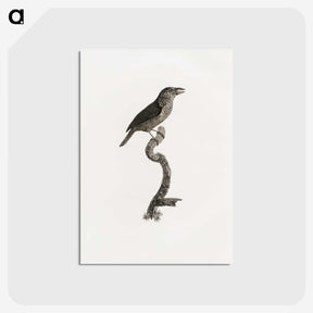2-5_Des-Oiseaux-de-Paradis_postcard