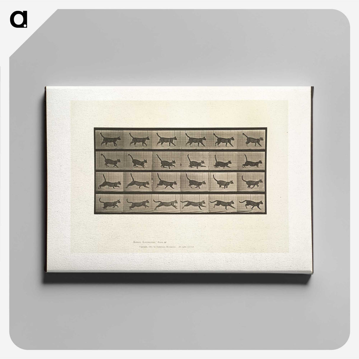 2-5_Eadweard-Muybridge_canvas