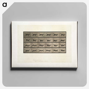 2-5_Eadweard-Muybridge_canvas