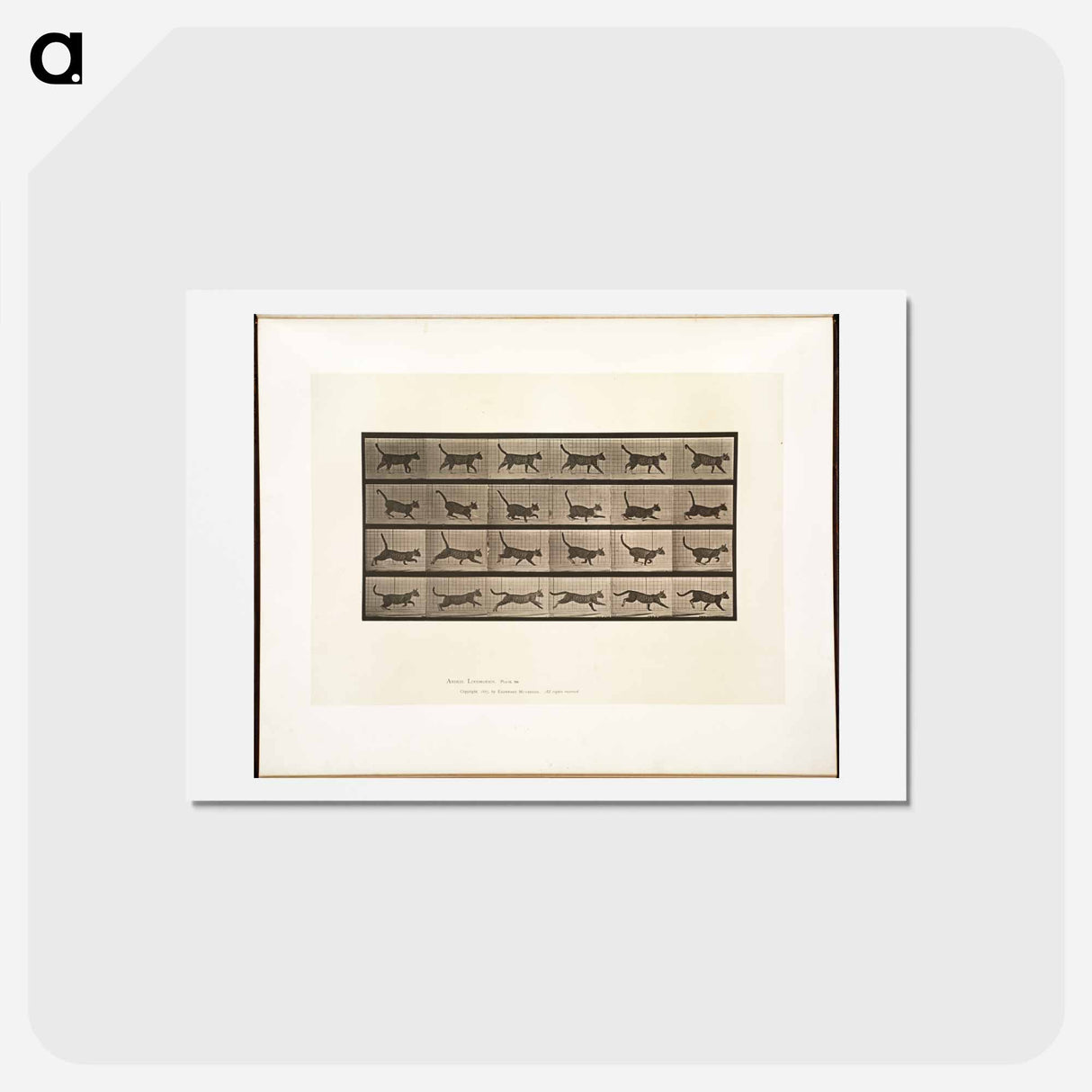 アートポストカード-Animal Locomotion
 - エドワード マイブリッジ Postcard.