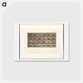 アートポストカード-Animal Locomotion
 - エドワード マイブリッジ Postcard.