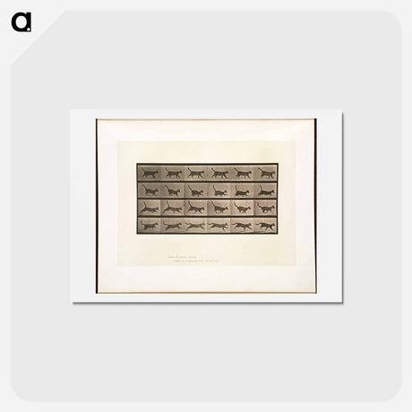 アートポストカード-Animal Locomotion
 - エドワード マイブリッジ Postcard.