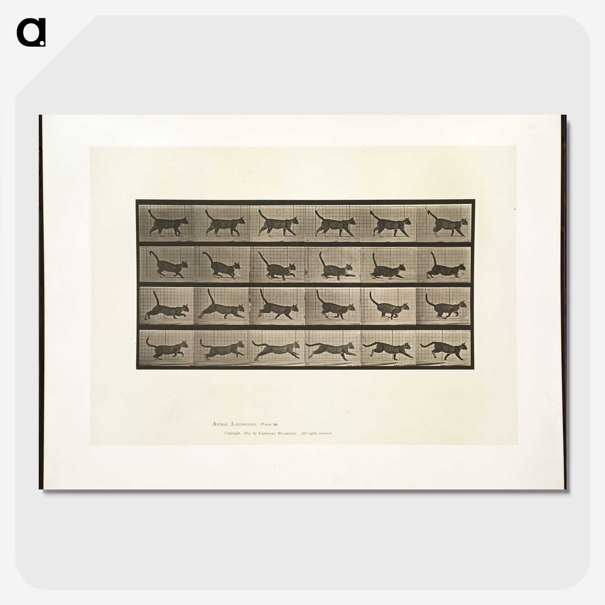 2-5_Eadweard-Muybridge_picture-crop