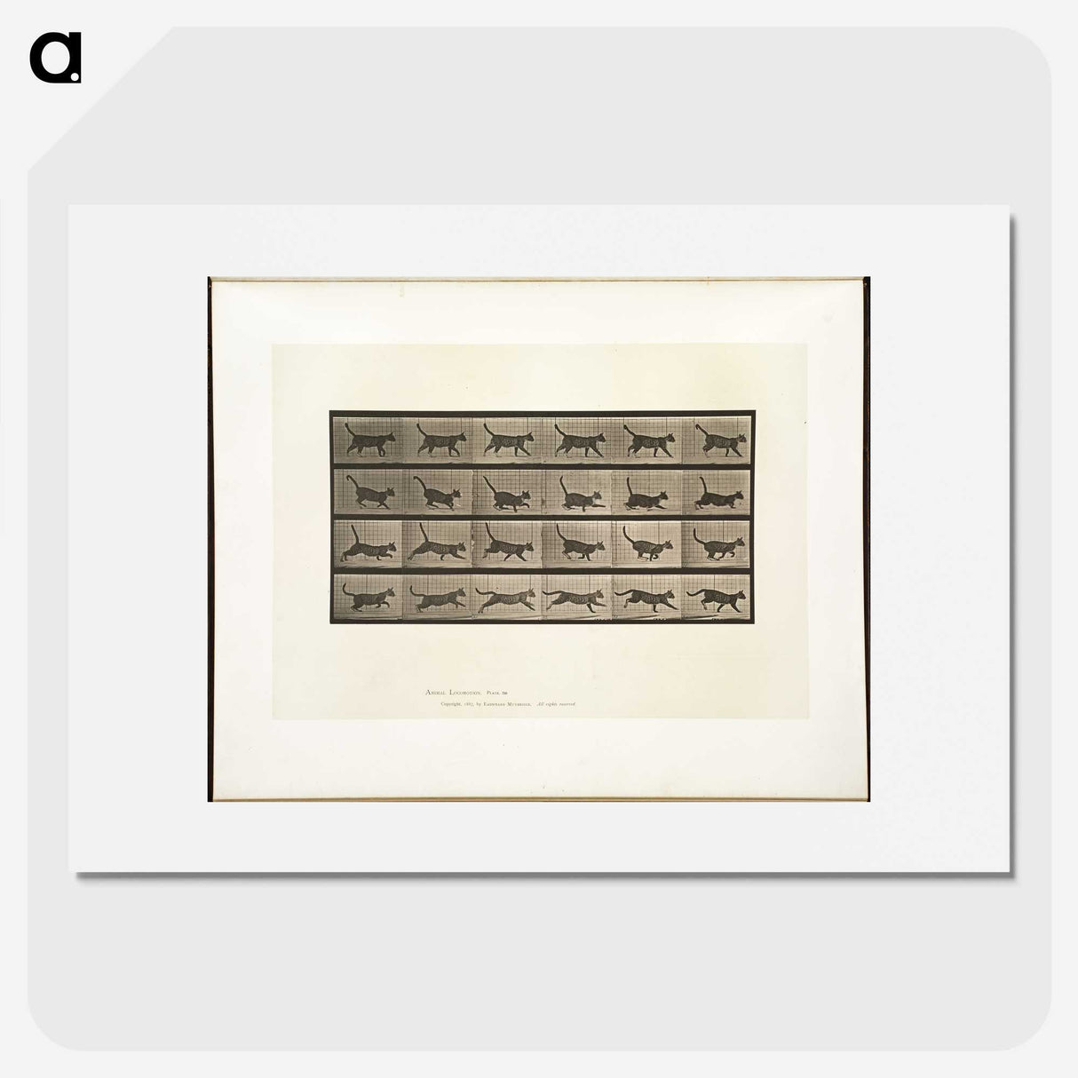 2-5_Eadweard-Muybridge_picture