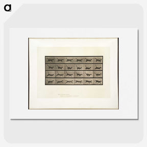 2-5_Eadweard-Muybridge_picture