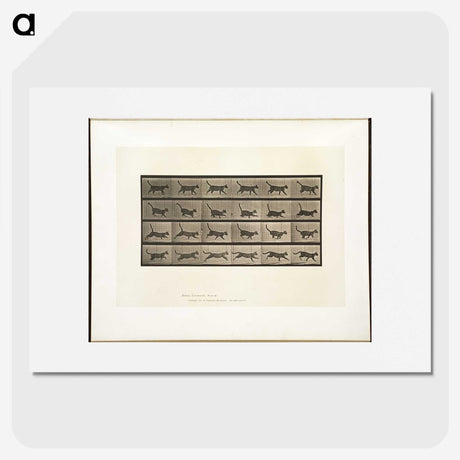 2-5_Eadweard-Muybridge_picture