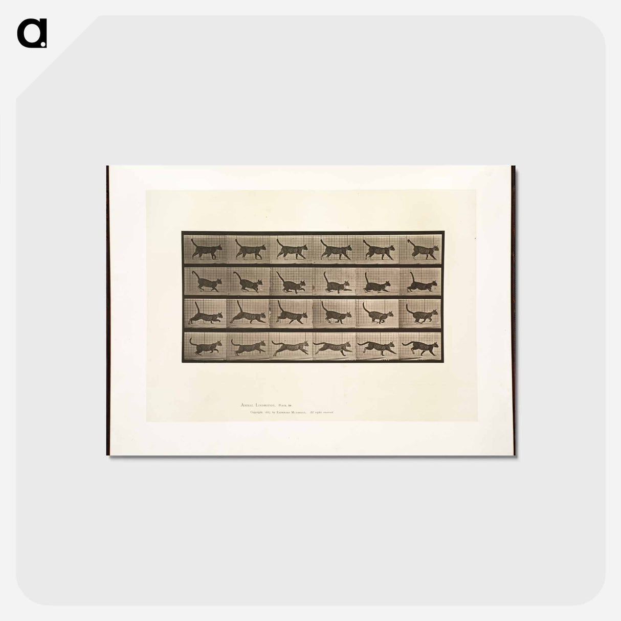 アートポストカード-Animal Locomotion
 - エドワード マイブリッジ Postcard.