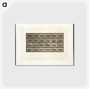 2-5_Eadweard-Muybridge_postcard