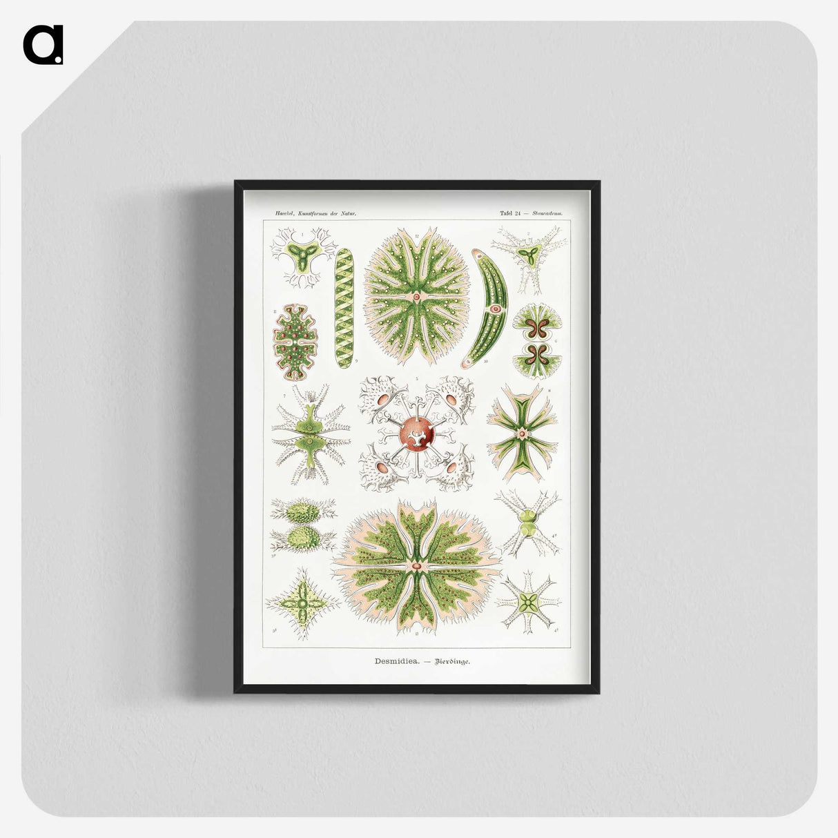 2-5_Ernst-Haeckel_blk-crop