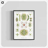 2-5_Ernst-Haeckel_blk-crop