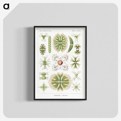 2-5_Ernst-Haeckel_blk-crop