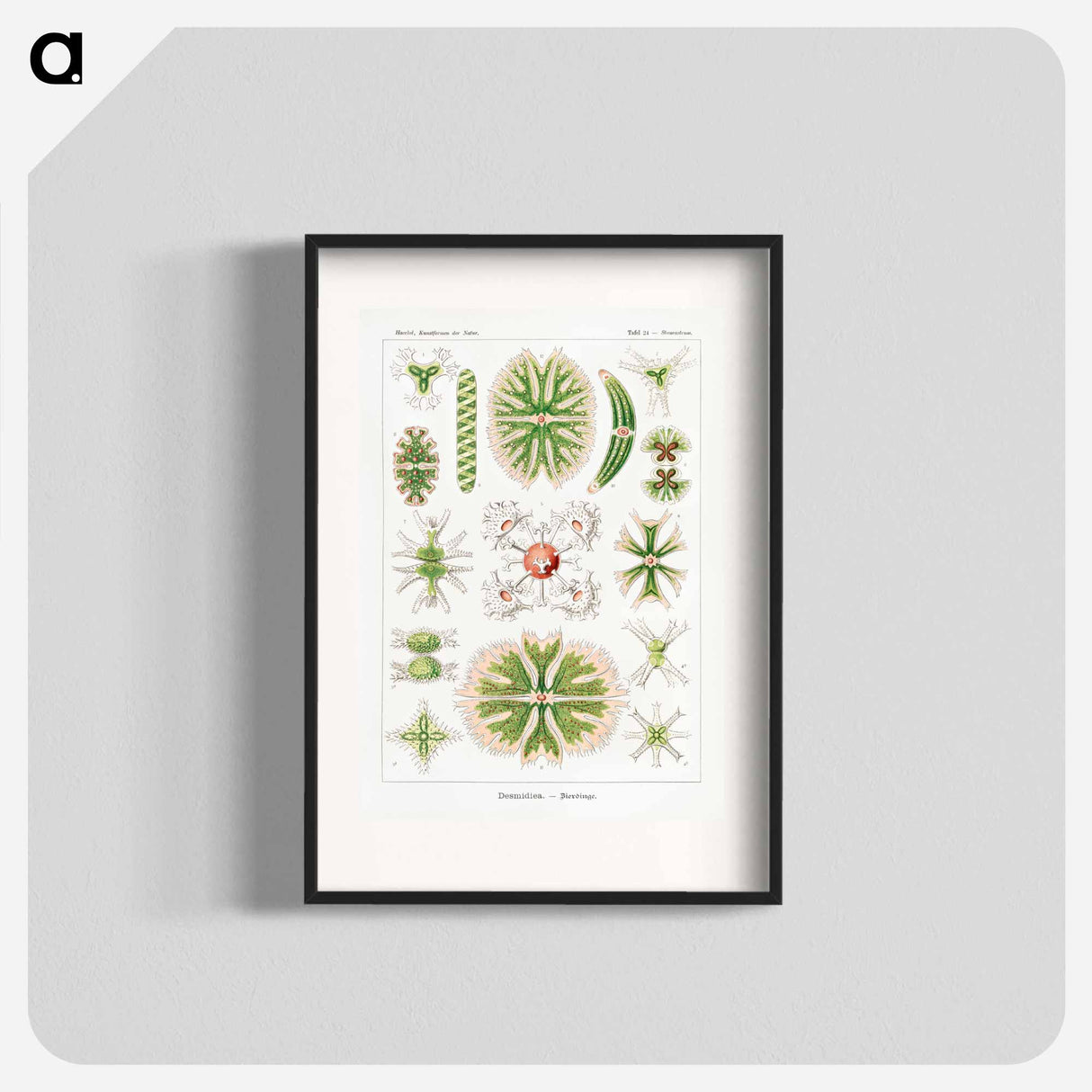 Desmidiea–Bierdinge from Kunstformen der Natur - エルンスト ヘッケル Poster.