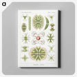 2-5_Ernst-Haeckel_canvas