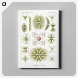 2-5_Ernst-Haeckel_canvas