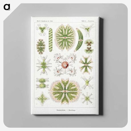 2-5_Ernst-Haeckel_canvas