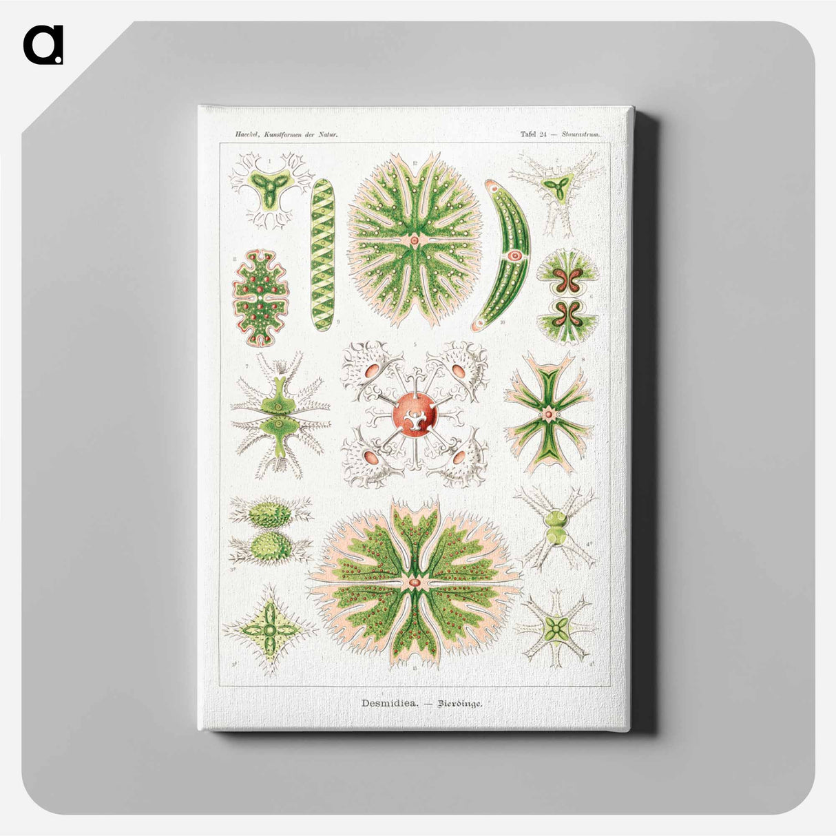 Desmidiea–Bierdinge from Kunstformen der Natur - エルンスト ヘッケル Canvas.