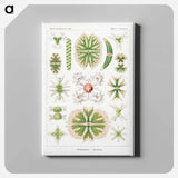 Desmidiea–Bierdinge from Kunstformen der Natur - エルンスト ヘッケル Canvas.