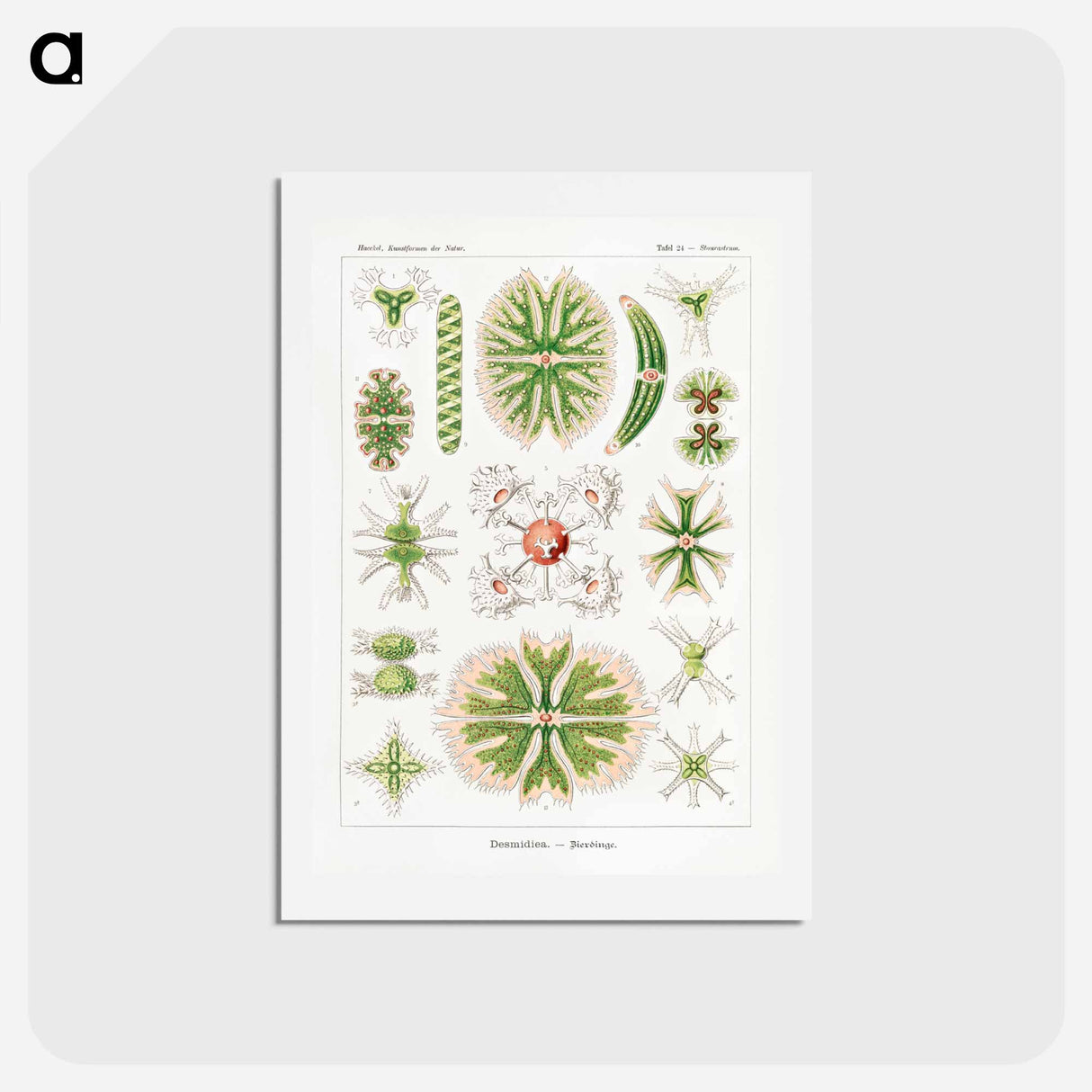 アートポストカード-Desmidiea–Bierdinge from Kunstformen der Natur - エルンスト ヘッケル Postcard.