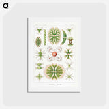 アートポストカード-Desmidiea–Bierdinge from Kunstformen der Natur - エルンスト ヘッケル Postcard.