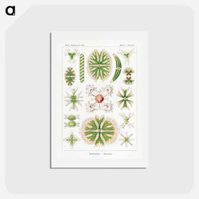 アートポストカード-Desmidiea–Bierdinge from Kunstformen der Natur - エルンスト ヘッケル Postcard.