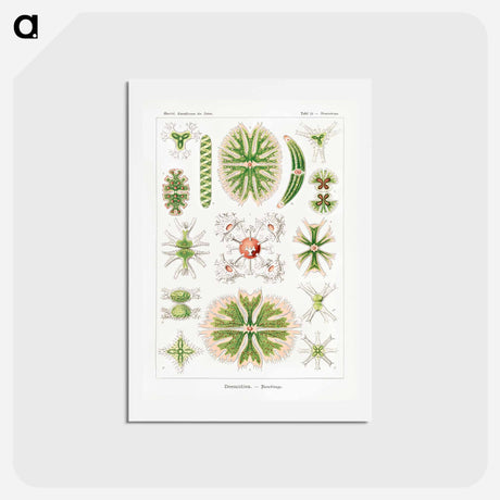 アートポストカード-Desmidiea–Bierdinge from Kunstformen der Natur - エルンスト ヘッケル Postcard.