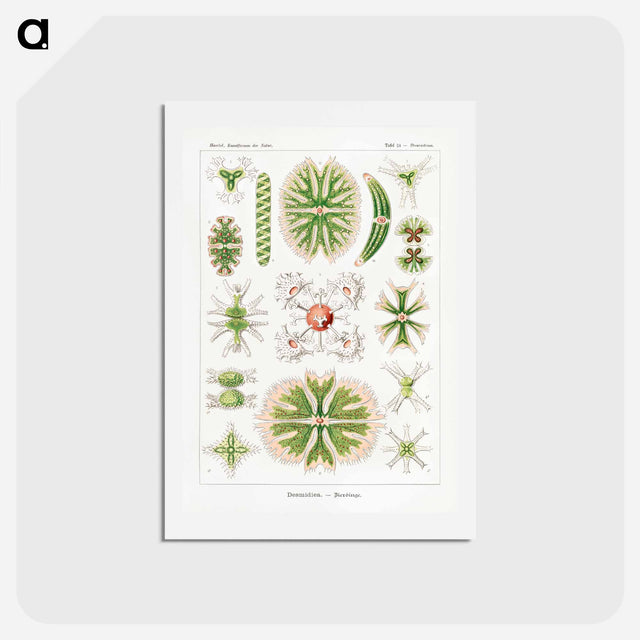 アートポストカード-Desmidiea–Bierdinge from Kunstformen der Natur - エルンスト ヘッケル Postcard.