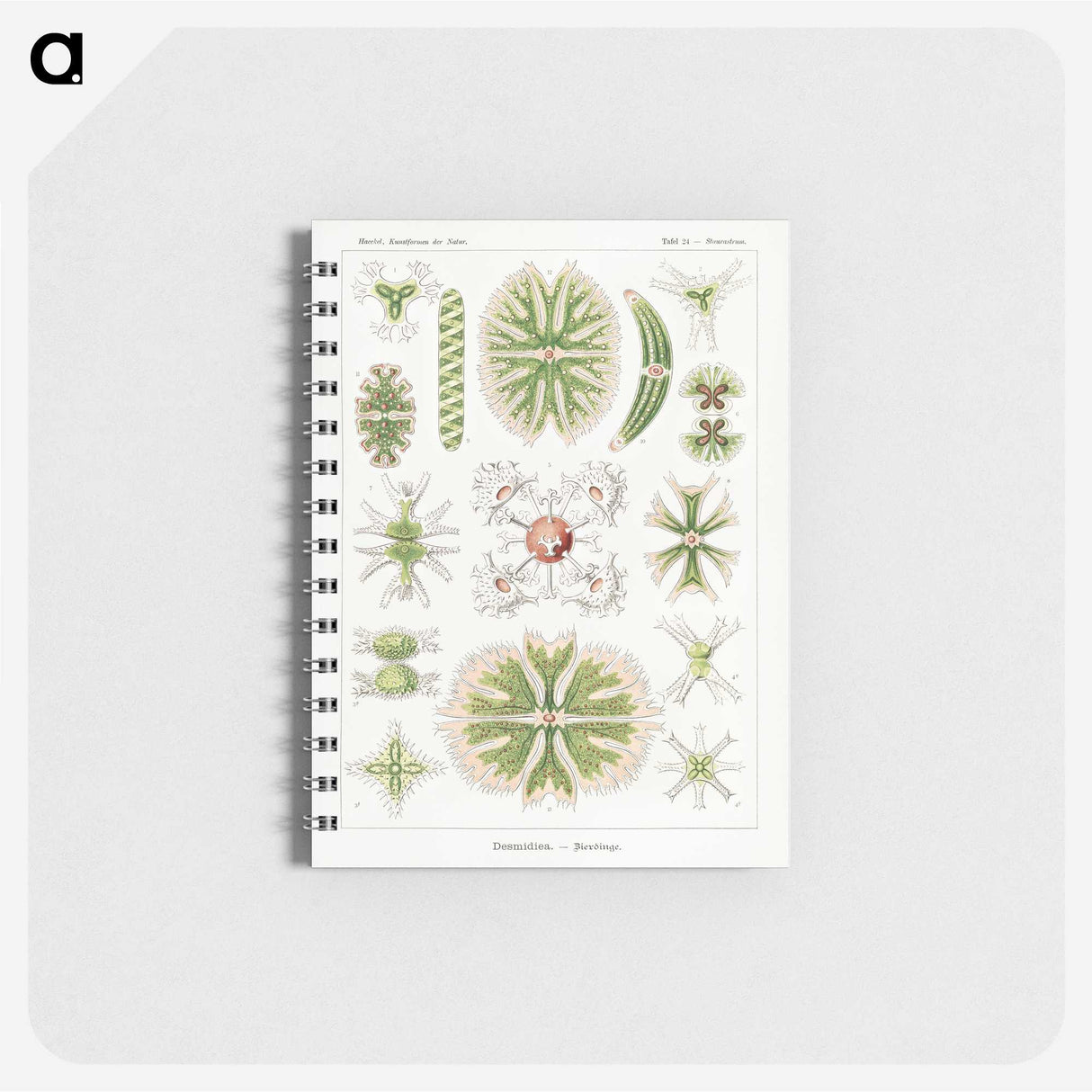 2-5_Ernst-Haeckel_memo