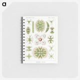 2-5_Ernst-Haeckel_memo