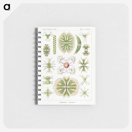 2-5_Ernst-Haeckel_memo