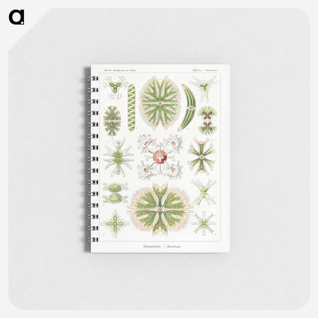 2-5_Ernst-Haeckel_memo