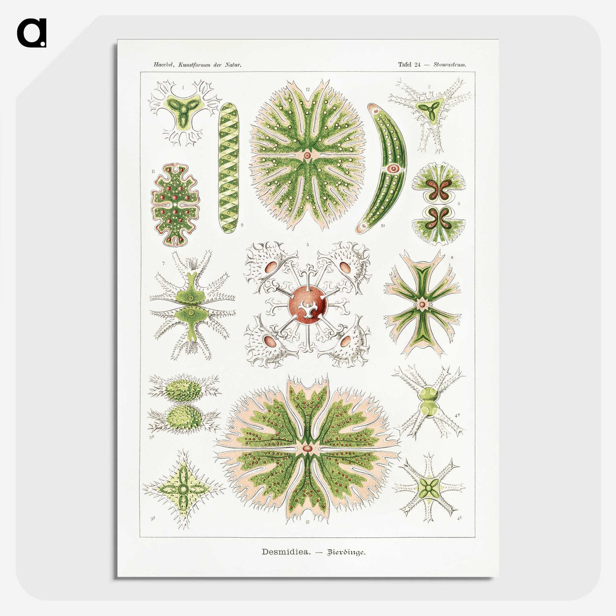 2-5_Ernst-Haeckel_picture-crop